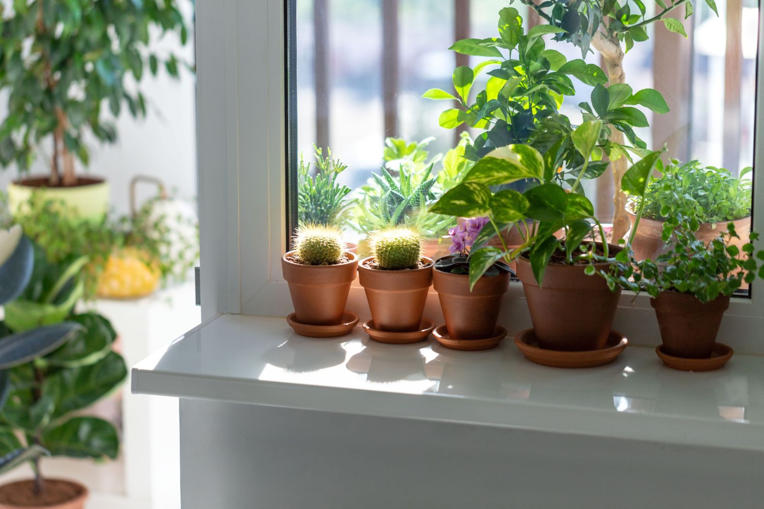 How to Care for Your Potted Plants Indoors