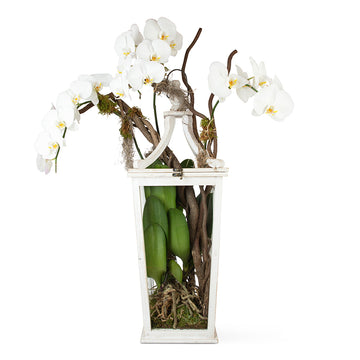 Orchid Plant – Hanging or Tabletop Lantern