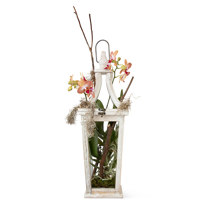 Orchid Plant – Hanging or Tabletop Lantern