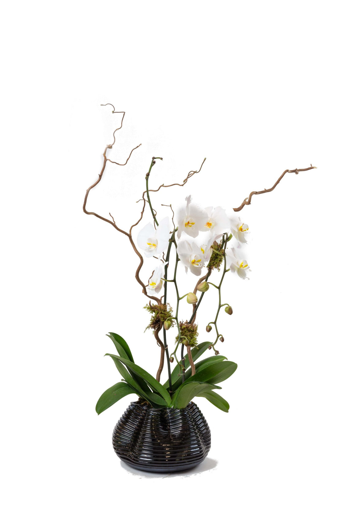ORCHID PLANT (Vases and design may vary based on availability)