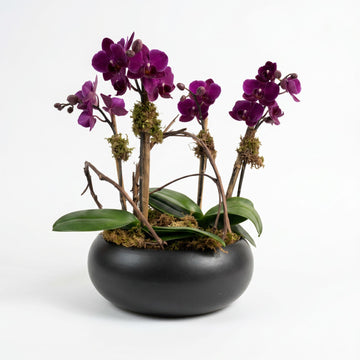 SHAVUOS ORCHID PLANT (Vases and design may vary based on availability)