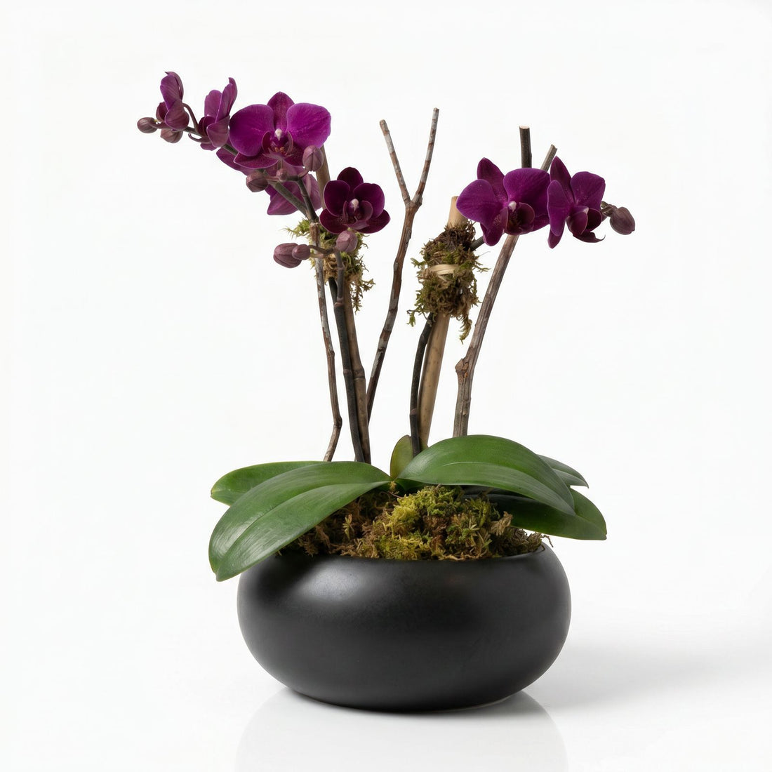 SHAVUOS ORCHID PLANT (Vases and design may vary based on availability)